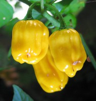 piment yellow habanero